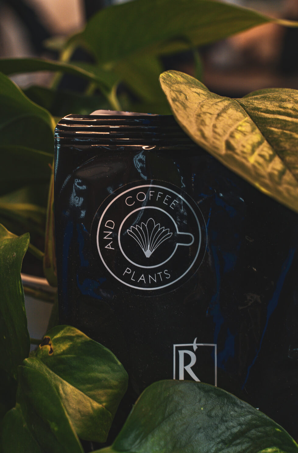 Coffee & Plants - Coffee